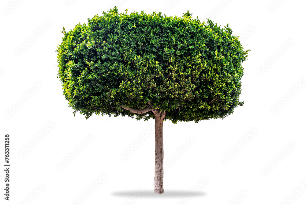 Decorative ficus tree on white background Decorative ficus tree on white background