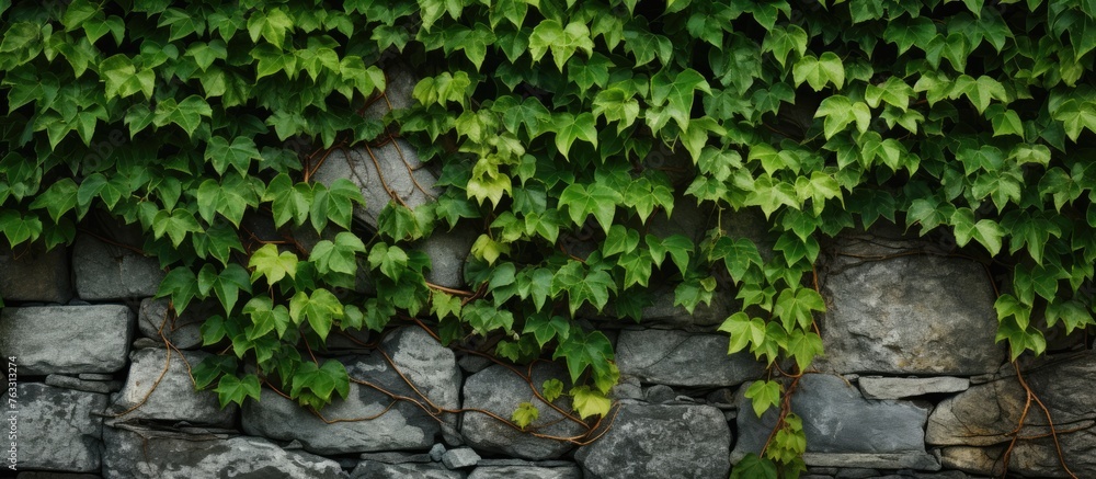 A sturdy stone wall covered in lush ivy, adding a touch of green to the buildings facade and blending beautifully with the natural landscape A sturdy stone wall covered in lush ivy, adding a touch of green to the buildings facade and blending beautifully with the natural landscape