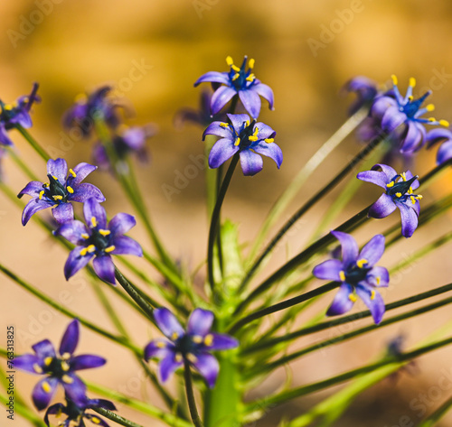 Beautiful close-up of a scilla peruviana flower photo