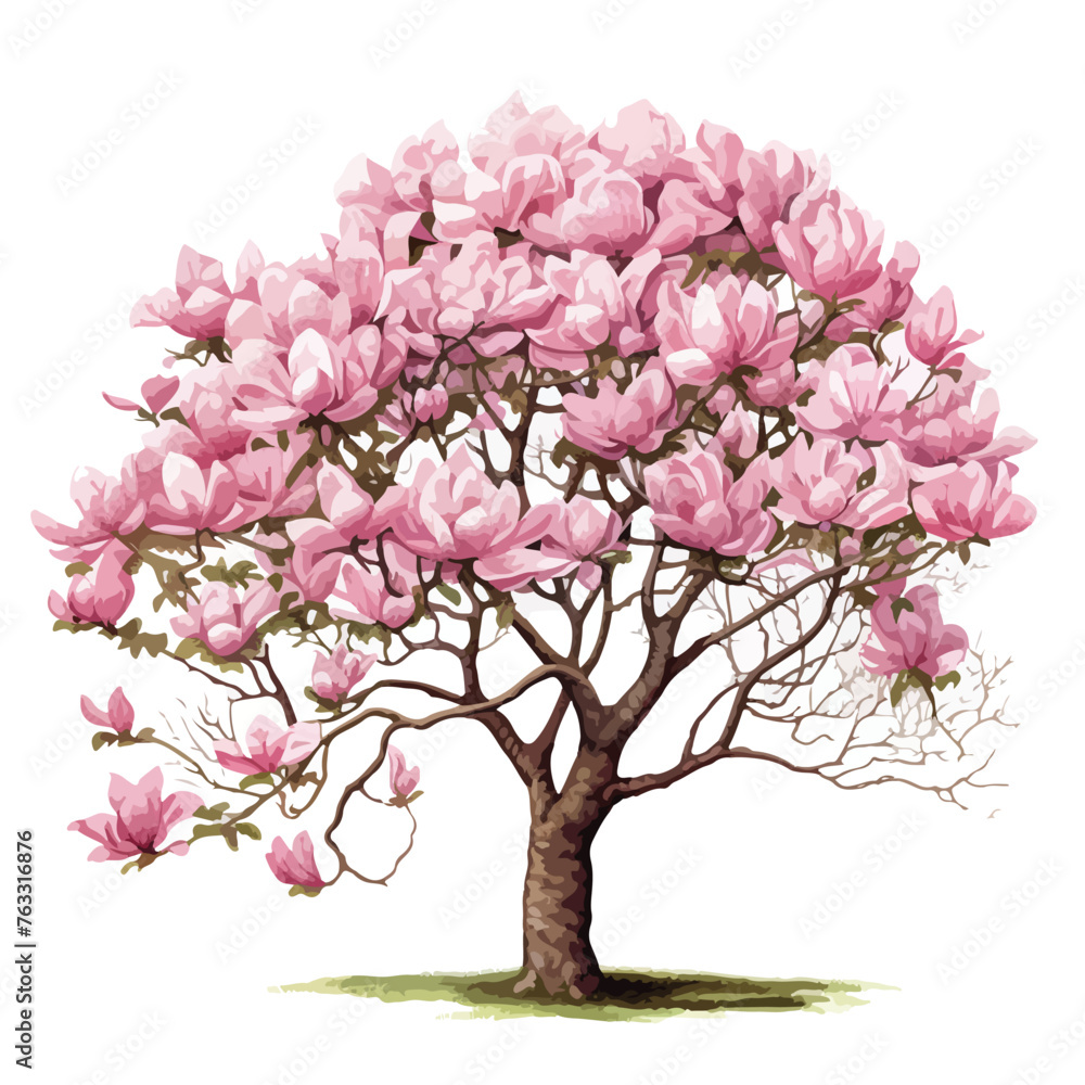 Saucer Magnolia Tree clipart isolated on white background