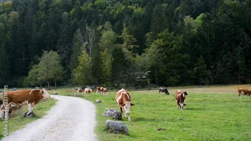 Cow ruminant pasture.
