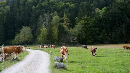 Cow ruminant pasture. photo