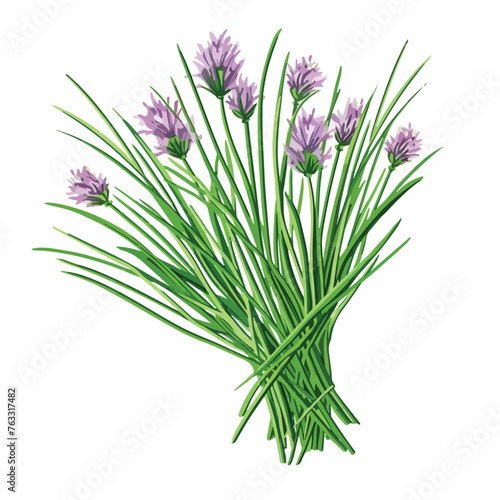 Siberian Chives Clipart clipart isolated on white background