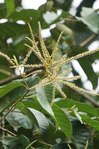 Castanea mollissima (Chinese chestnut, sarangan, berangan, Saninten, Castanopsis argentea, rambutan hutan). The nuts are edible, and the tree is widely cultivated in eastern Asia photo