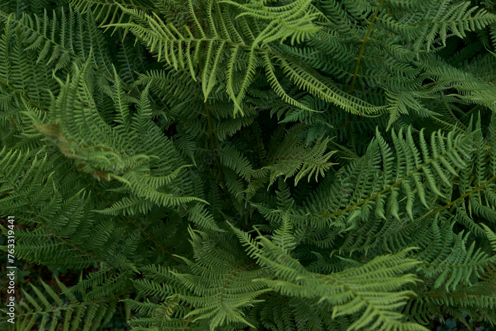 fern close up 
