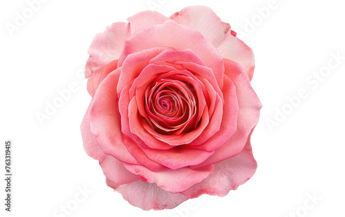 Mesmerizing Perspective Pink Rose from Above  White Background  Generative AI. Transparent PNG