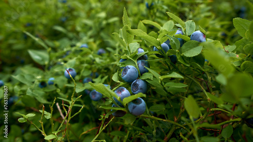 Tableau sur toile wild blueberry