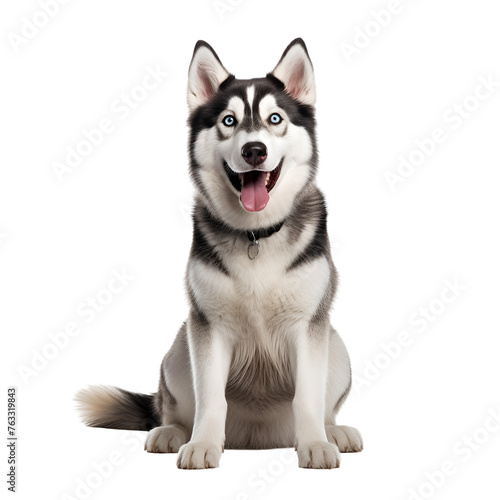 Full body image of a happy Siberian Husky dog sitting, Isolated on Transparent Background, PNG © Giu Studios
