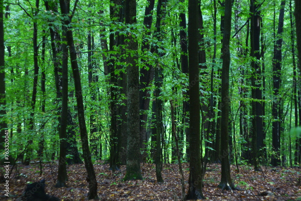 Obraz premium bamboo forest in spring