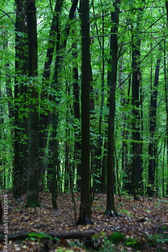 footpath in the woods