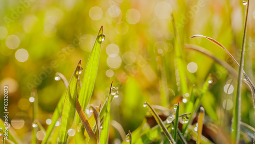 Green grass on meadow with sparkling drops of water dew in morning light on the warm spring. Image of purity and freshness of nature  copy space  close-up macro