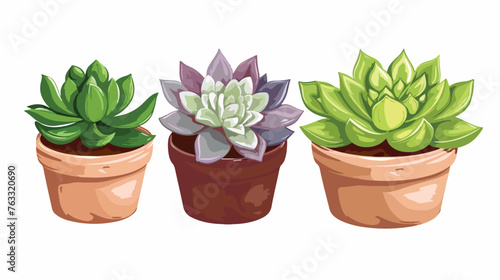 Succulent plants very beautiful and bright