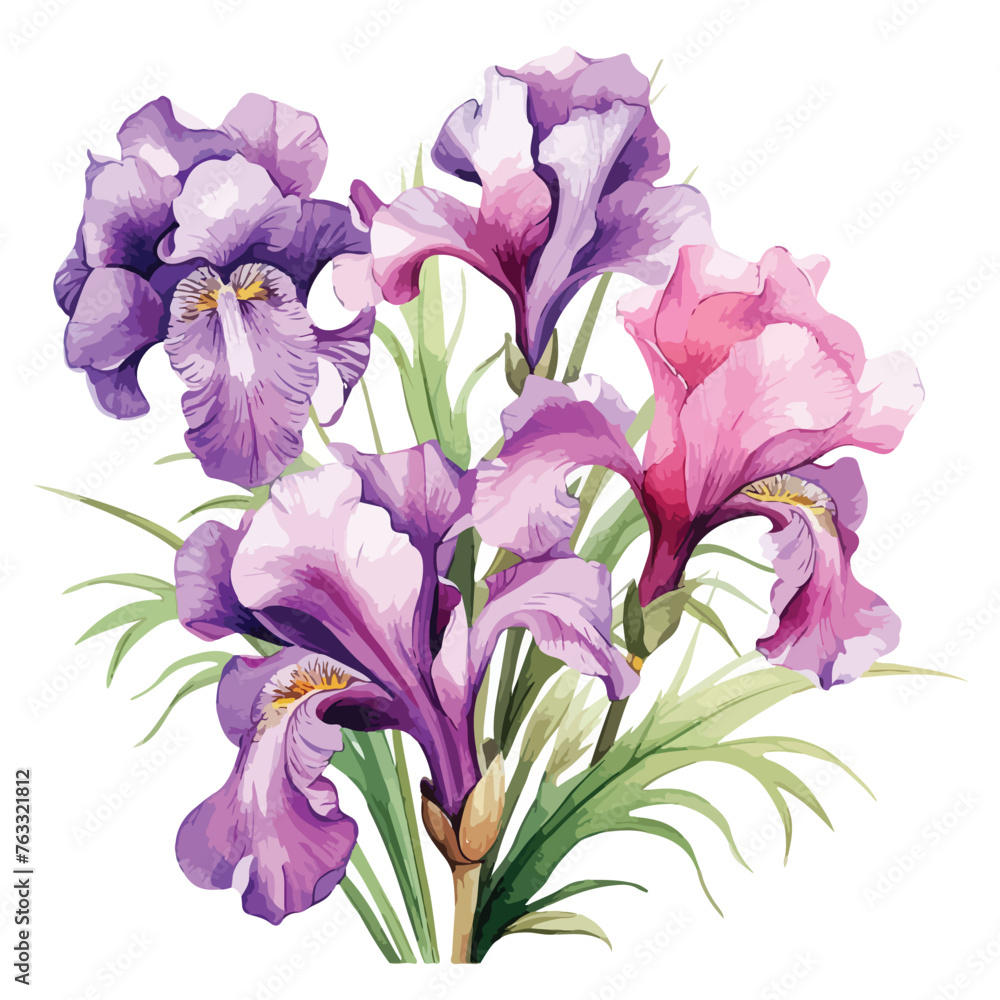 Sweet Iris Clipart  isolated on white background