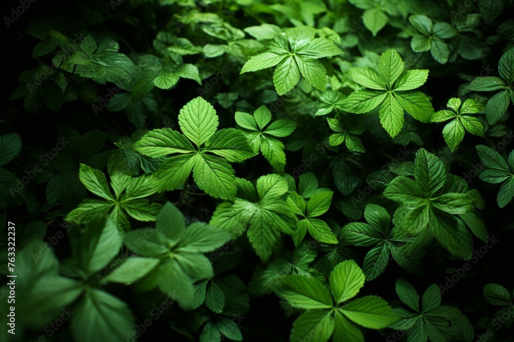 A picturesque image of a vibrant green lungs nestled in the forest.View from above A picturesque image of a vibrant green lungs nestled in the forest.View from above