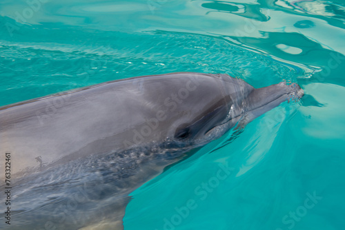 Dolphin in a large pool in a public park in Florida