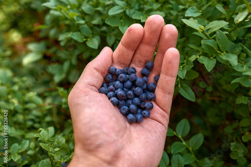 picking up blueberries