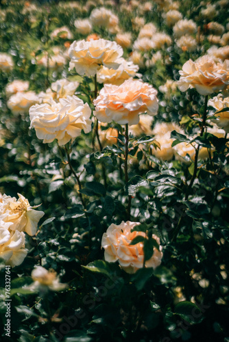 Wallpaper Mural orange roses in the garden Torontodigital.ca