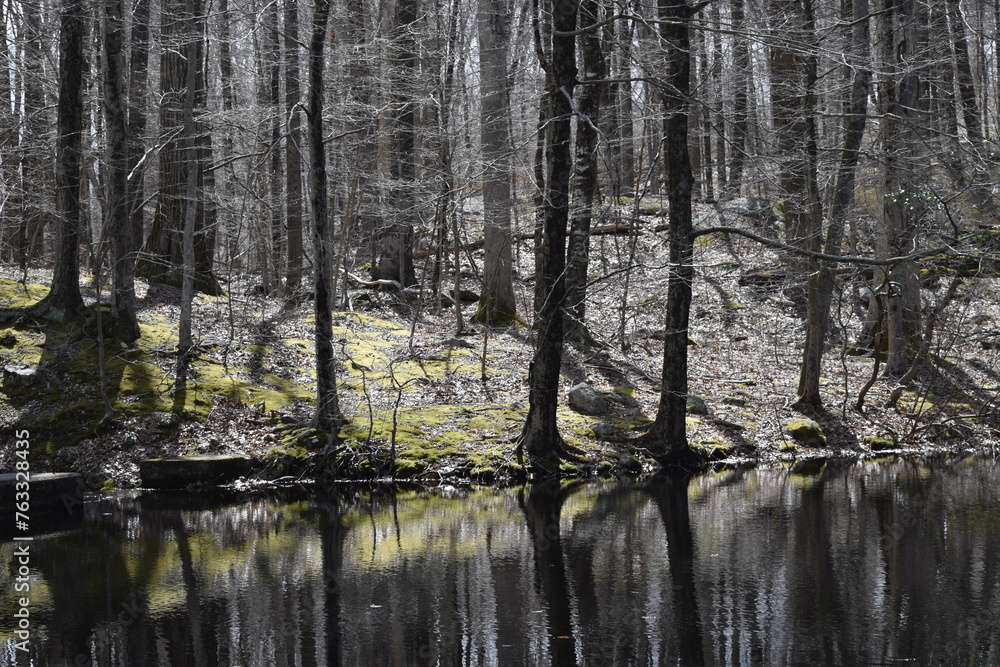 custom made wallpaper toronto digitalreflection of trees in the water