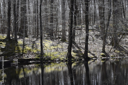 Wallpaper Mural reflection of trees in the water Torontodigital.ca