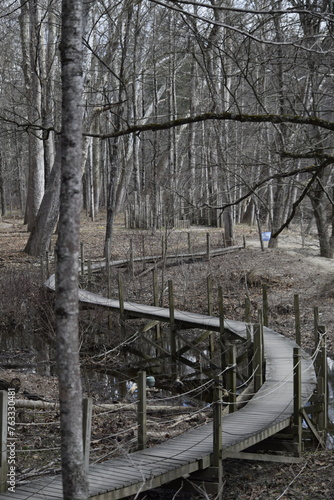 Pathway into the forest