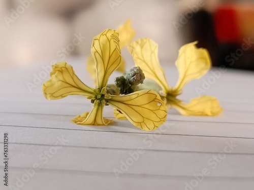 flower on the table
