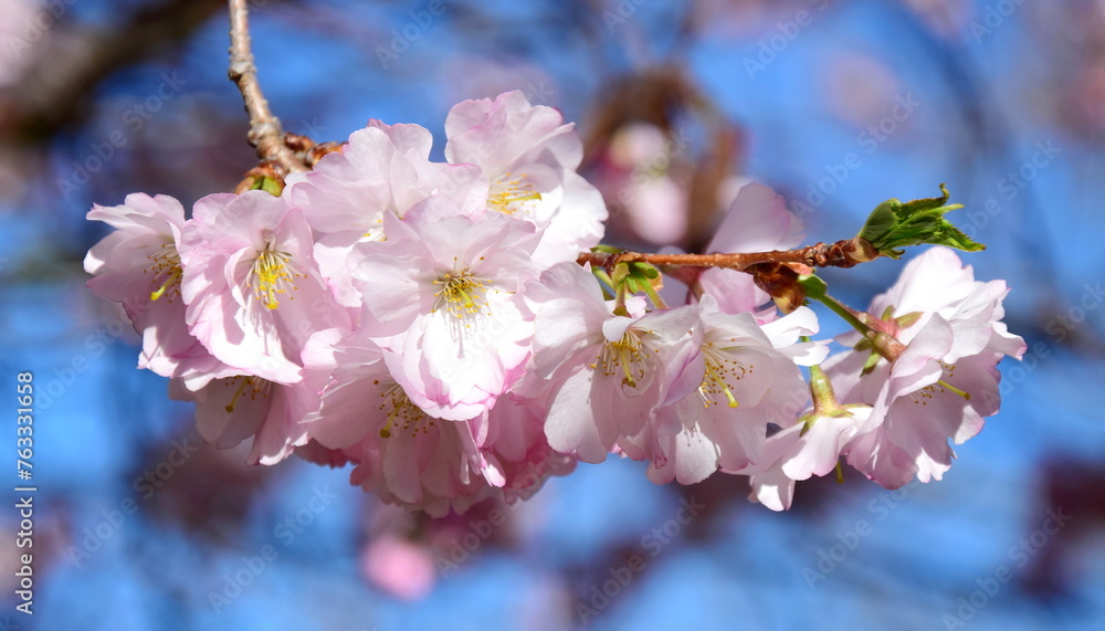 Beautiful pink petals, flowering trees in spring
