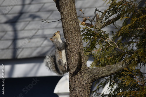 squirrel on a tree