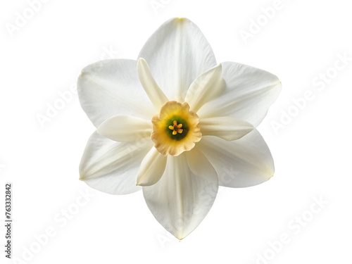 White narcissus flower. isolated on transparent background. © shabbir