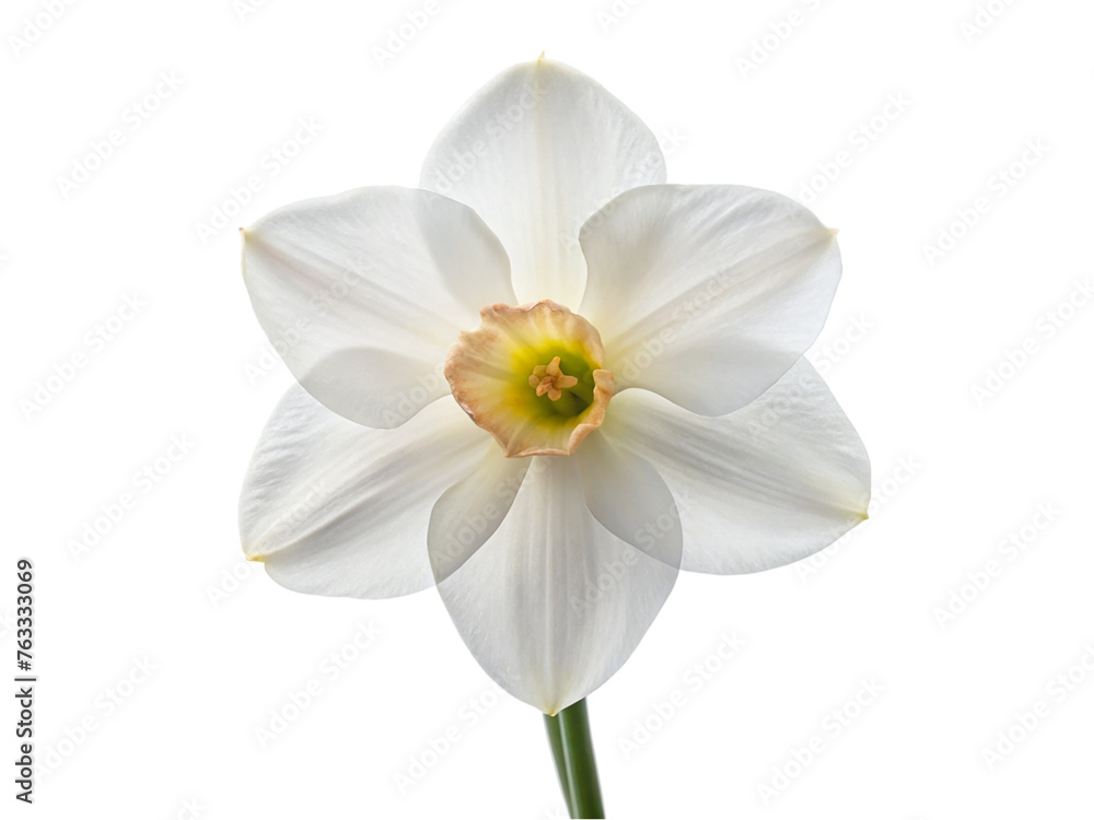 White narcissus flower. isolated on transparent background.