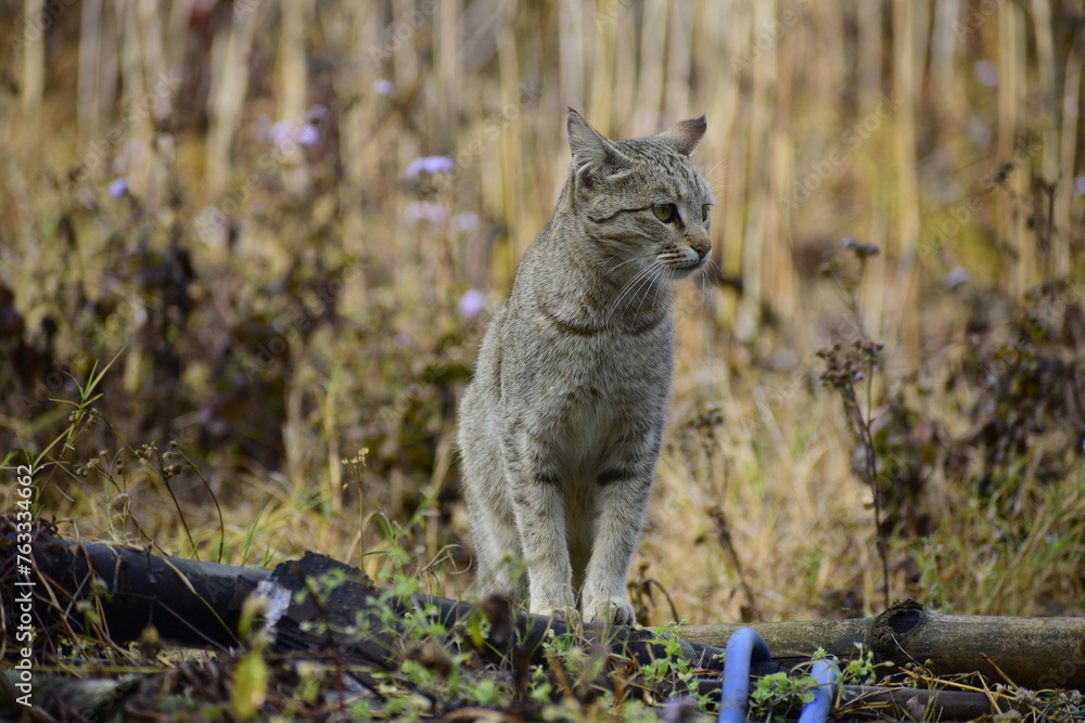Grey Tabby cat in wild searching for her prey Grey Tabby cat in wild searching for her prey
