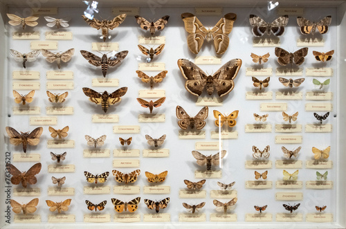 Collection of butterflies in a display cabinet