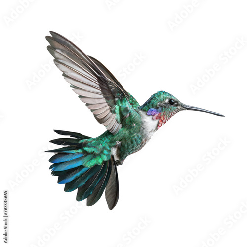 flying humming bird on isolated transparent background