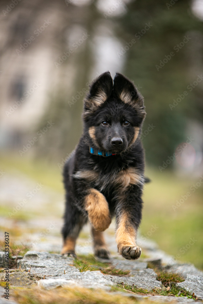 Longhaired German Shepherd puppy in the park Longhaired German Shepherd puppy in the park