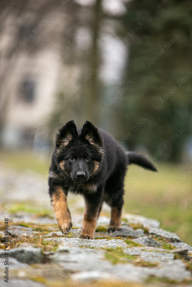 Naklejka premium Longhaired German Shepherd puppy in the park