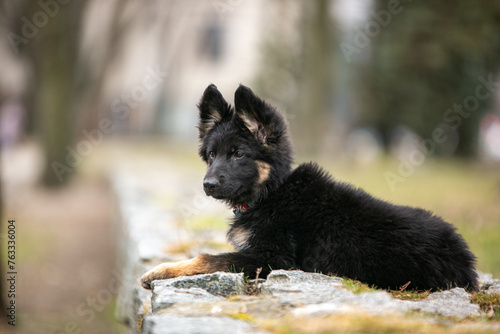 Longhaired German Shepherd puppy in the park