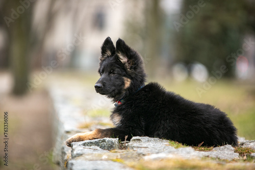Longhaired German Shepherd puppy in the park