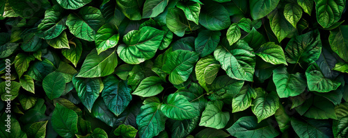 A detailed view of a wall covered entirely with lush  green leaves. Leaves are closely packed together  creating a vibrant and textured surface. Spa Treatments. Healthy lifestyle. Banner. Copy space