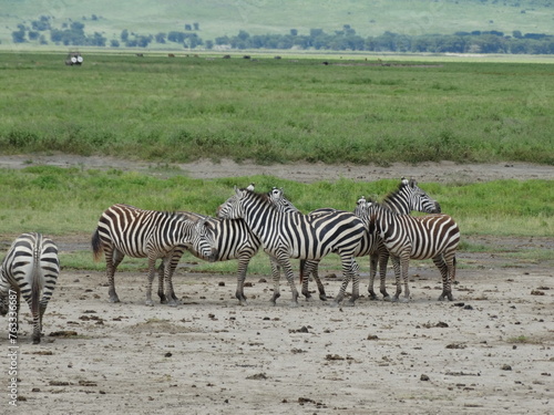 Closeup image of zebras roaming freely in Northern Tanzania