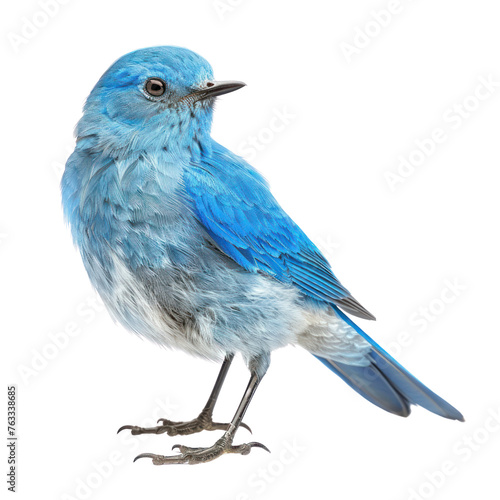Mountain blue bird on isolated transparent background