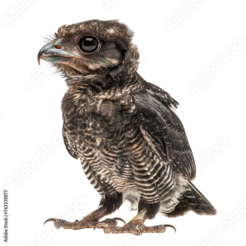 new Caledonian owlet on isolated transparent background