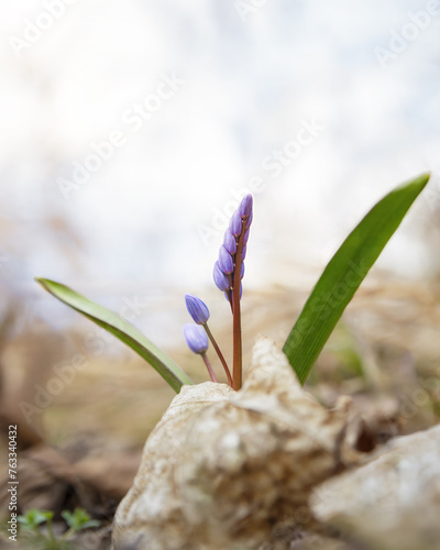 Scilla bifolia in the spring forest, the first spring wildflowers © gannusya
