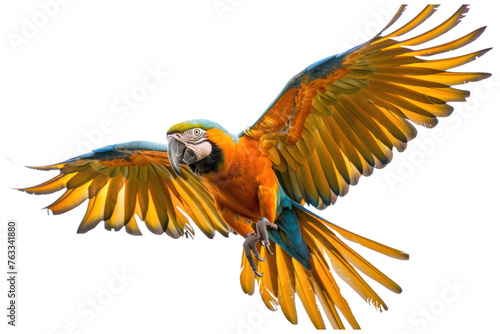 flying parrot on isolated transparent background