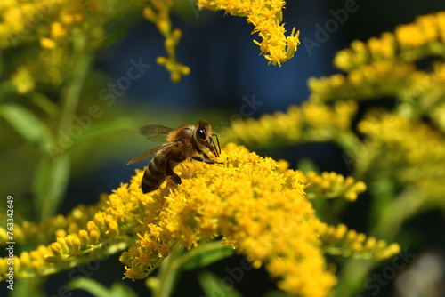 Honey bee flies on blooming dandelion and collecting pollen macro