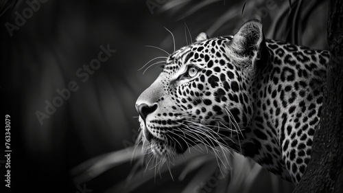 Ein Leopard, eine wilde Katze in freier Bahn. Ein Tier in voller Pracht. photo