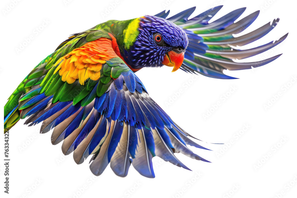 Fototapeta premium flying rainbow lorikeet bird on isolated transparent background