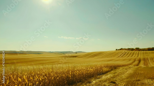 An awe-inspiring shot capturing the endless rows of a cornfield stretching to the horizon  under a perfect  sunny sky
