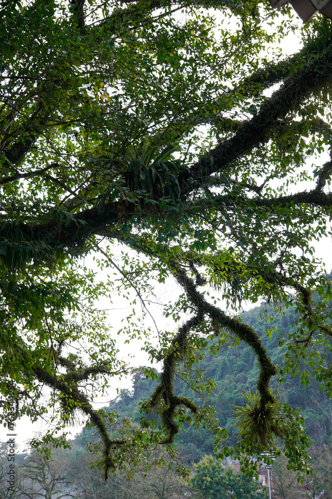 Fototapeta premium Parasitic plant living on the body of the tree