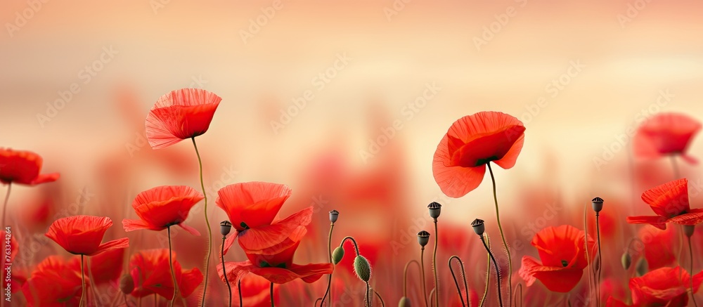 Fototapeta premium Red flowers bloom amidst lush green grass