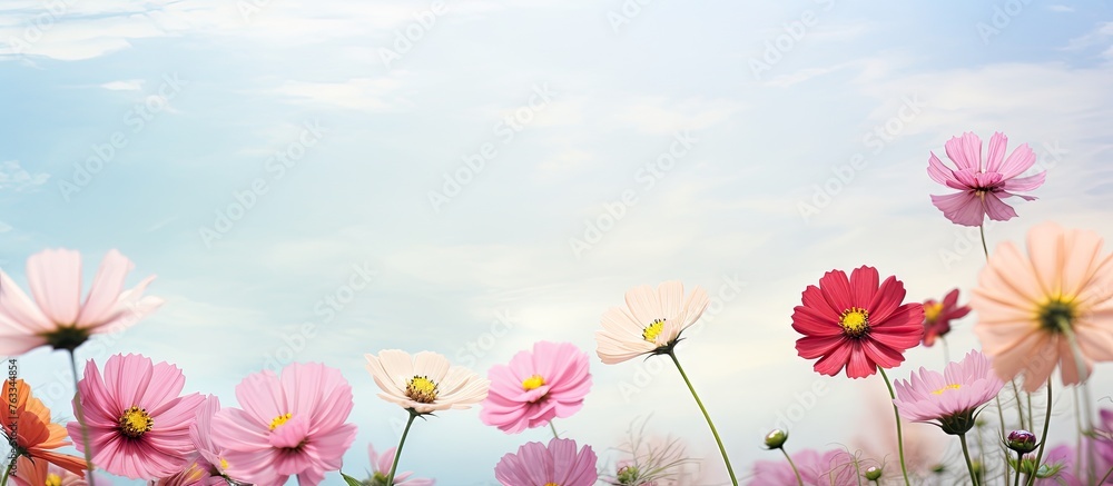 Field full of pink and white flowers