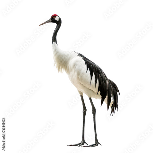 red crowned crane on isolated transparent background © Rushi